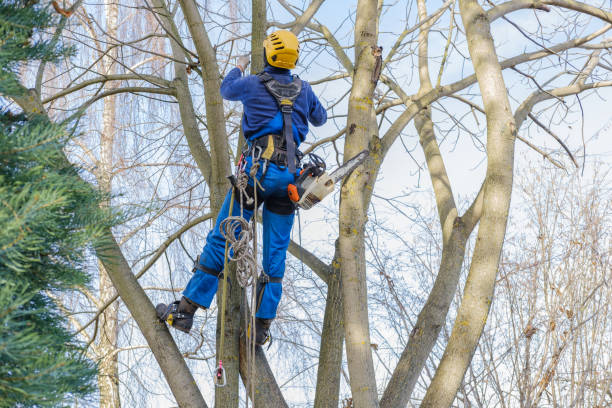 Best Firewood Processing and Delivery  in Kingsport, TN
