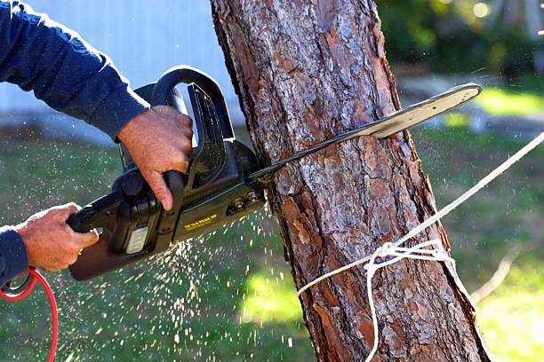 Best Root Management and Removal  in Kingsport, TN