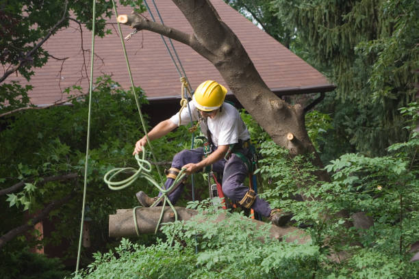 Best Tree Mulching  in Kingsport, TN